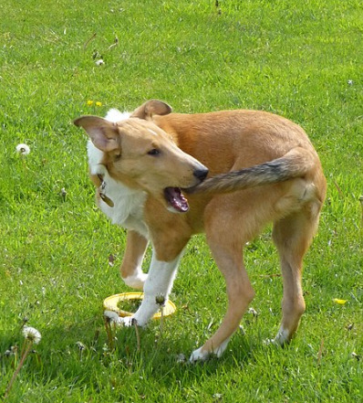 Why Do Dogs Chase Their Tails? dog3 Classroom, dog class, dog wellness