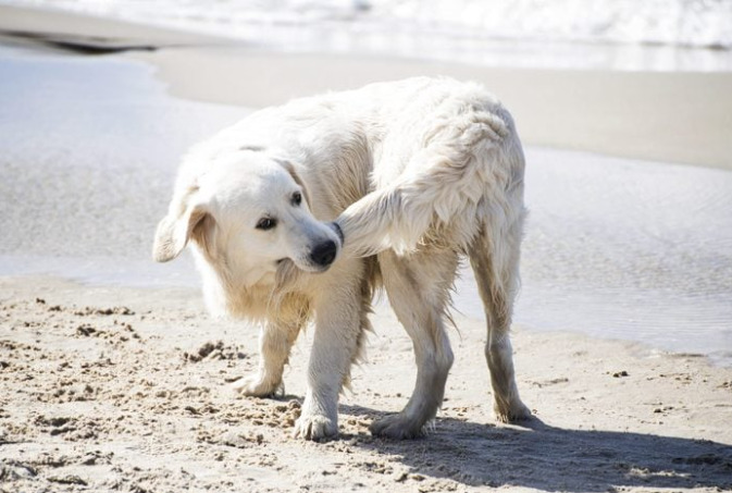 Why Do Dogs Chase Their Tails? dog4 Classroom, dog class, dog wellness