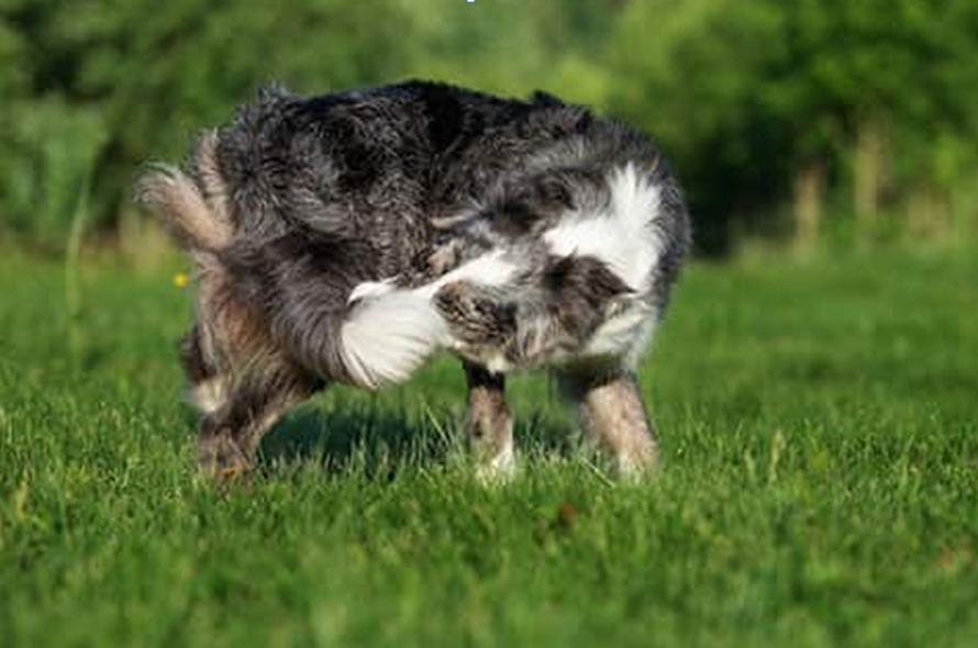 Why Do Dogs Chase Their Tails? dog封面 dog wellness