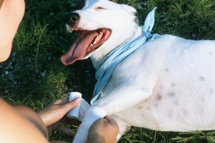 How to Clean and Treat a Dog Wound at Home dog封面图 dog class