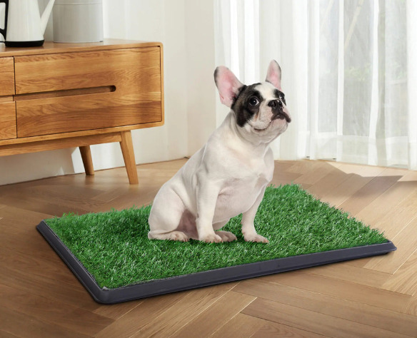 A dog is on the artificial grass for dogs for dog training.