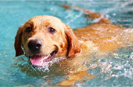 How to Teach a Dog to Swim 封面图 dog training
