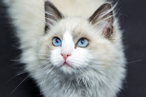 How Long Can You Leave a Cat Alone? alone1 Classroom, dog class, dog training