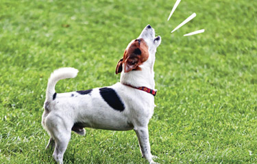 How to Stop Your Puppy From Barking barking1 dog training