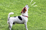 How to Stop Your Puppy From Barking