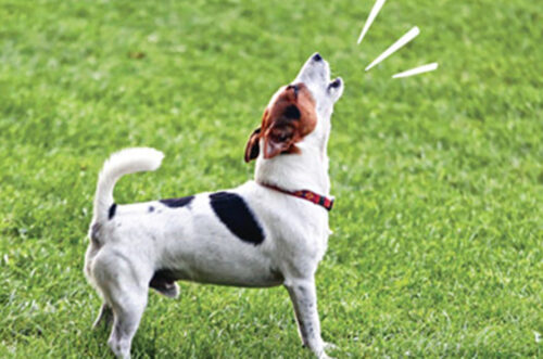 How to Stop Your Puppy From Barking bark封面 Classroom, dog class, dog training