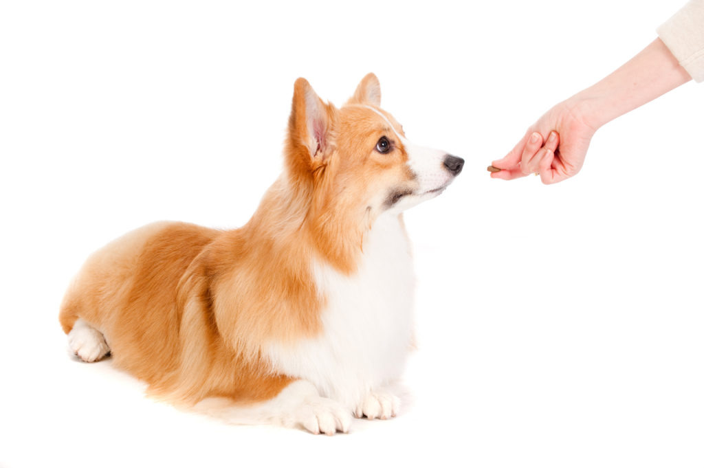 Methods to Help Your Dog Fear Bust bust3 dog training