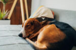 Methods to Help Your Dog Fear Bust
