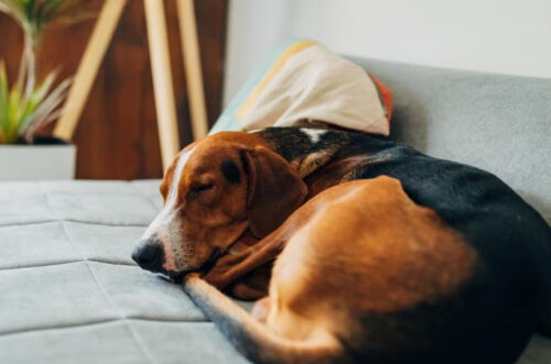 Methods to Help Your Dog Fear Bust bust封面 Classroom, dog class, dog training