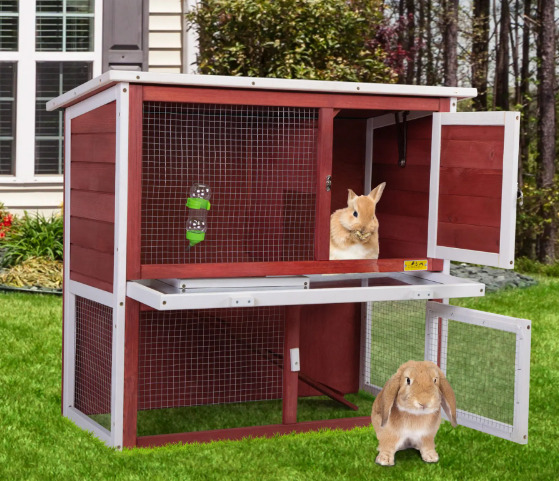 Two rabbits are in the rabbit hutch.