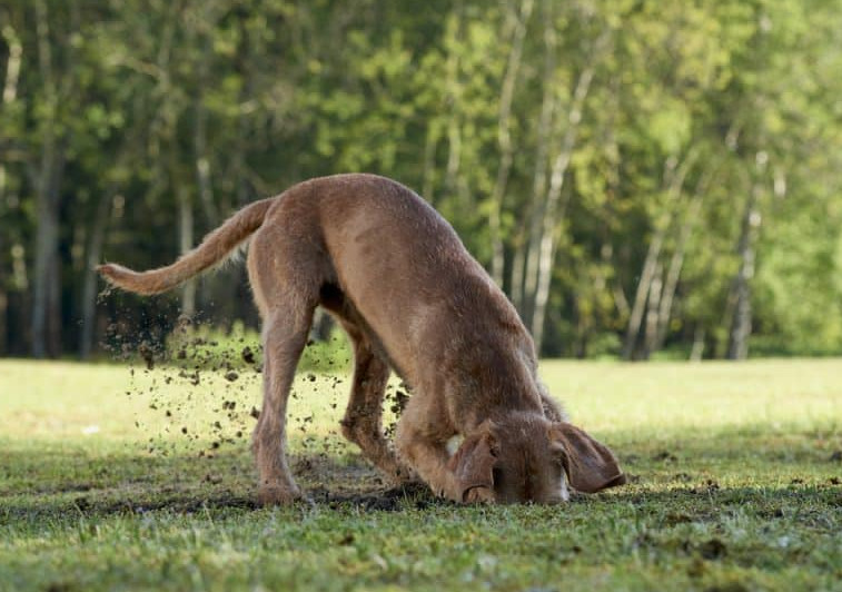 How to Stop a Dog From Digging digging1 dog training