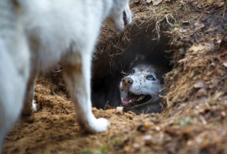 How to Stop a Dog From Digging digging2 Classroom, dog class, dog training