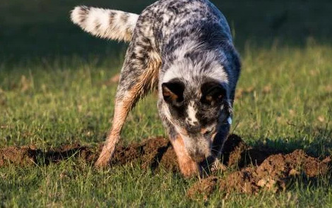 How to Stop a Dog From Digging digging3 Classroom, dog class, dog training