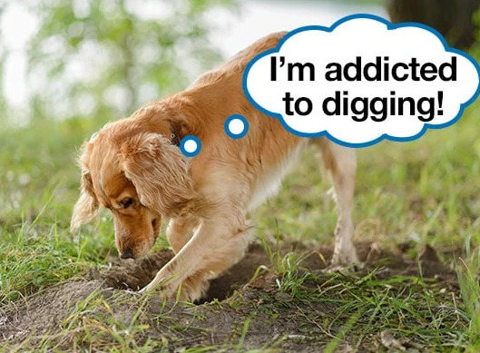 How to Stop a Dog From Digging digging4 Classroom, dog class, dog training