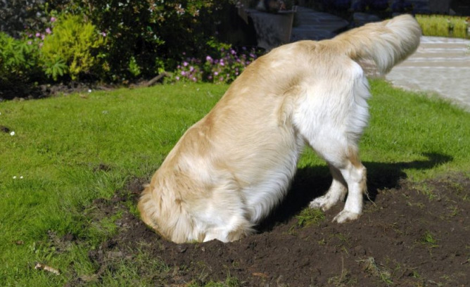 How to Stop a Dog From Digging digging5 Classroom, dog class, dog training