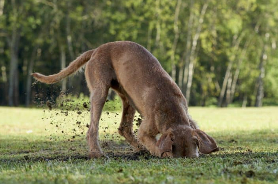 How to Stop a Dog From Digging digging封面 dog training