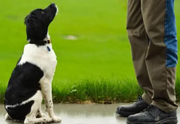 There is a training for dogs.