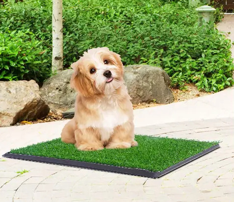 A dog is on the artificial grass for dogs.