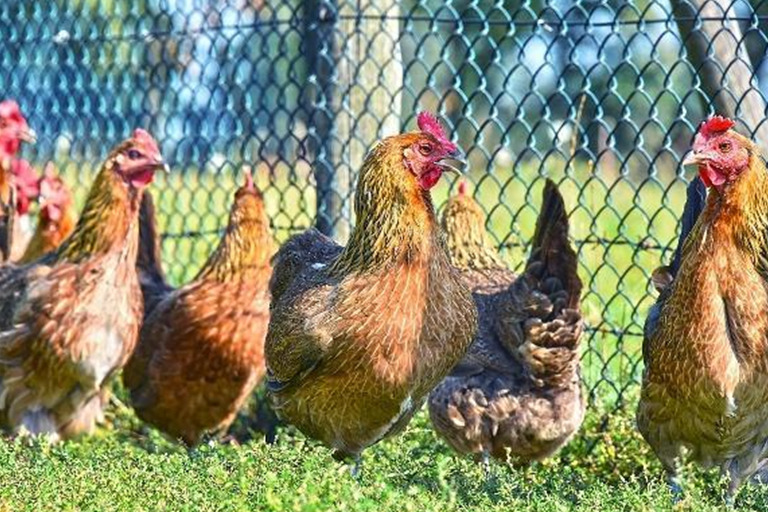 A Comprehensive Guide to Maintain Chicken Health and Hygiene health1
