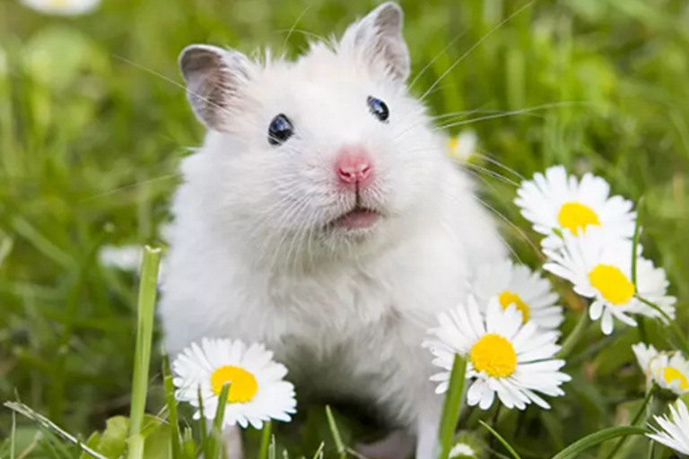 lifespan of hamster｜TikTok Search