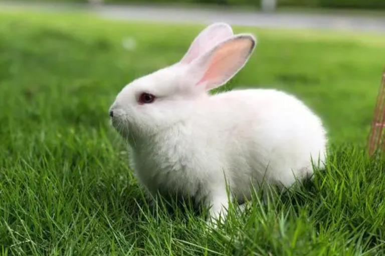 How Long Do Pet Rabbits Live in Rabbit Hutch live1 Rabbit Blogs