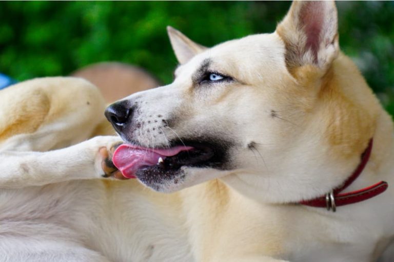 Dog Chewing Paws and Nails: Reasons and How to Help nail1 dog care