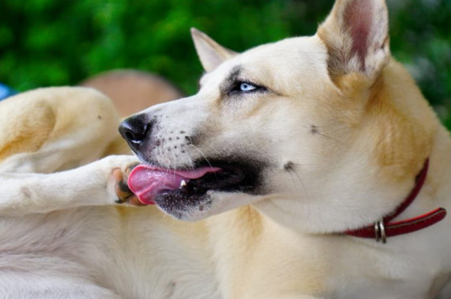 Dog Chewing Paws and Nails: Reasons and How to Help nail封面 Classroom