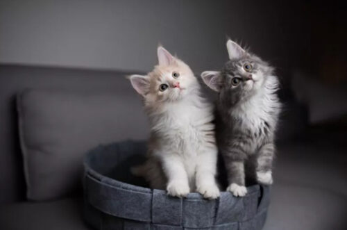 Do Cats Know Their Names? name封面 Classroom, dog class, dog training