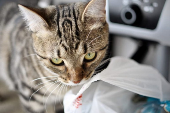 Why Do Cats Eat Plastic? plastic1 Classroom, cat care, cat class