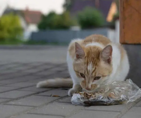 Why Do Cats Eat Plastic? plastic5 Classroom, cat care, cat class