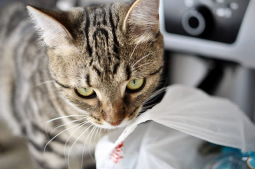 Why Do Cats Eat Plastic? plastic封面 cat class