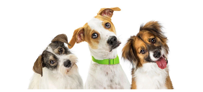 Why Do Dogs Tilt Their Heads tilt1 Classroom, dog care, dog class