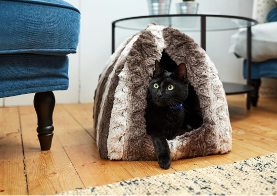 Why Do Cats Hide? 11 cat care