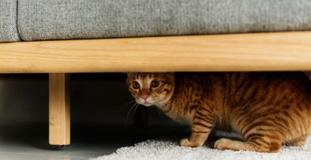 Why Do Cats Hide? 33 Classroom, cat care, cat class