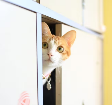 Why Do Cats Hide? 66 Classroom, cat care, cat class