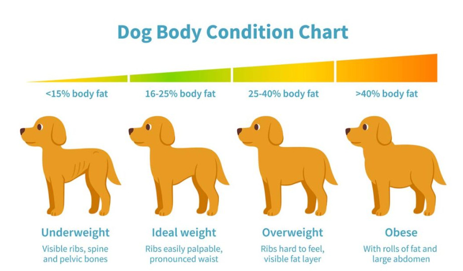 How to Help a Dog Lose Weight: 7 Effective Methods 7种2 Classroom, dog class, dog wellness