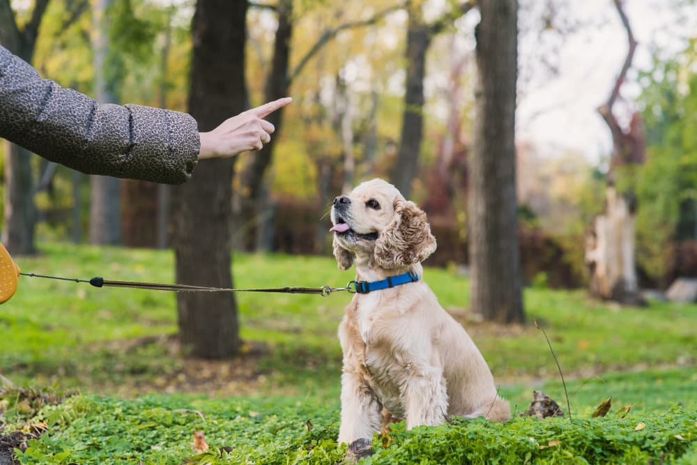 Easy Ways to Enrich Your Dog's Life life6 dog wellness