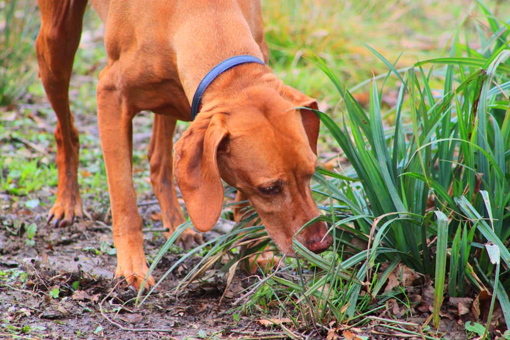 Easy Ways to Enrich Your Dog's Life life7 dog wellness