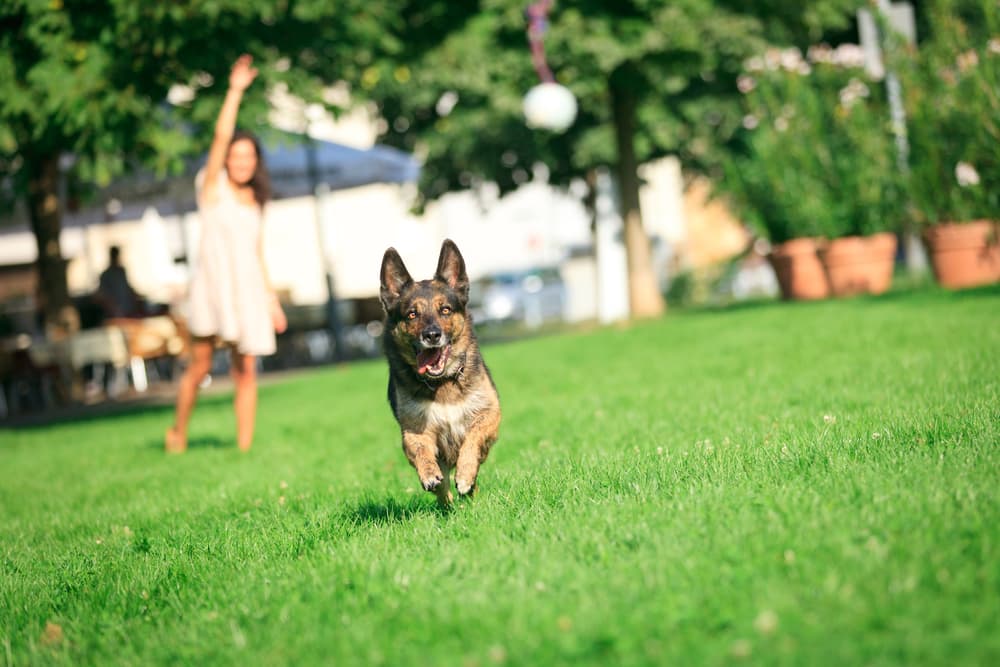 Easy Ways to Enrich Your Dog's Life life8 Classroom, dog class, dog wellness