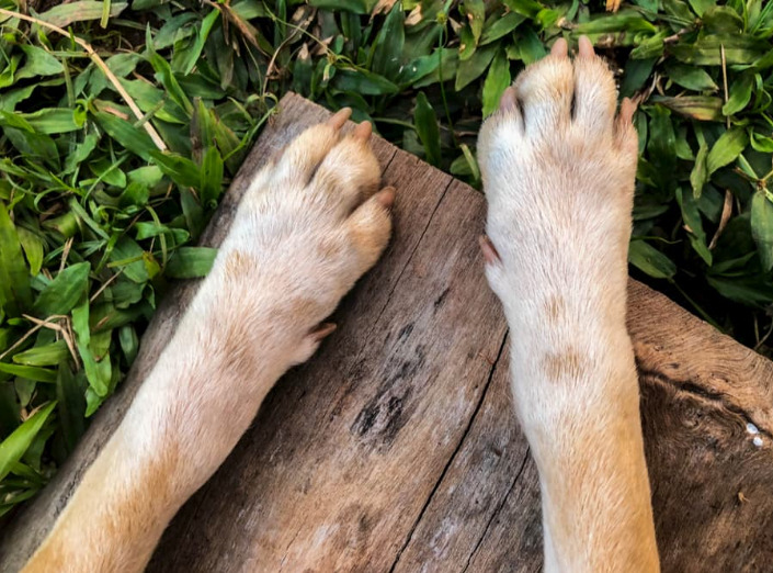 Ways to Tell Your Dog's Nails Are Too Long nail1 Classroom, dog class, dog wellness