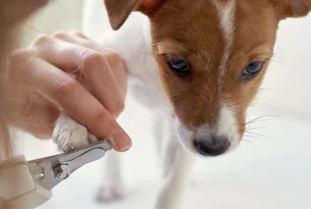 Ways to Tell Your Dog's Nails Are Too Long nail3 Classroom, dog class, dog wellness