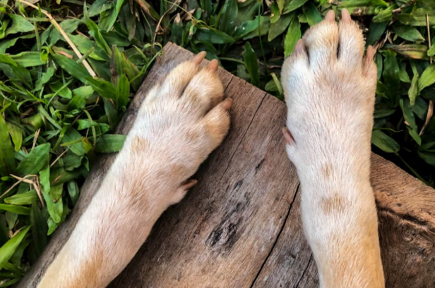 Ways to Tell Your Dog's Nails Are Too Long nail封面 dog class