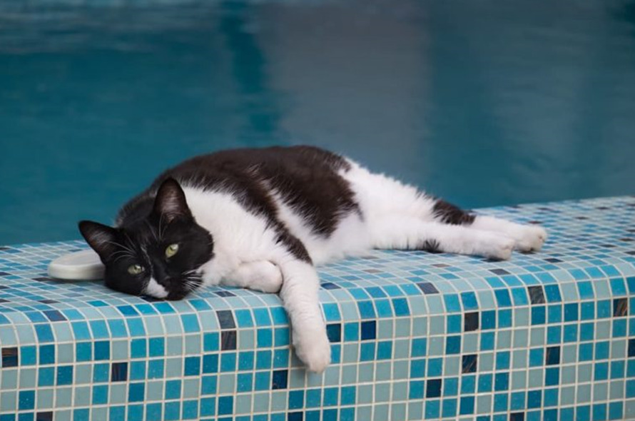 Can Cats Swim swin封面 cat class