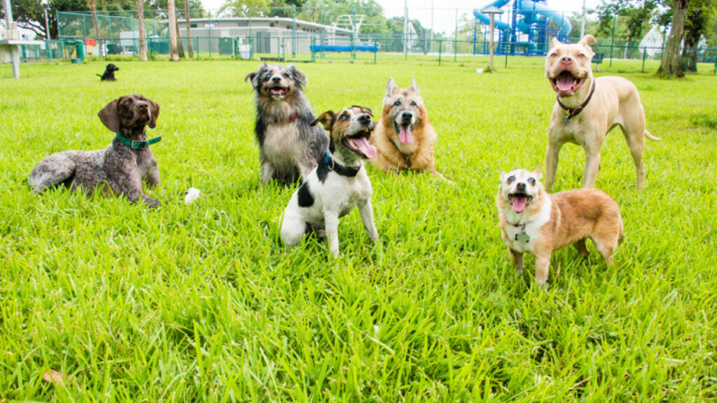 Should I take my dog to the dog park 公园1 Classroom, dog class, dog training