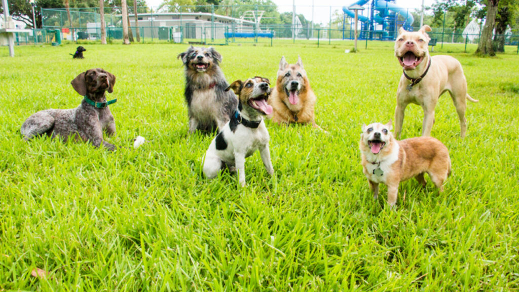 Should I take my dog to the dog park 公园1 dog training