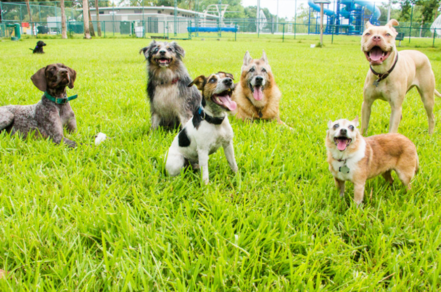 Should I take my dog to the dog park 公园封面 Classroom