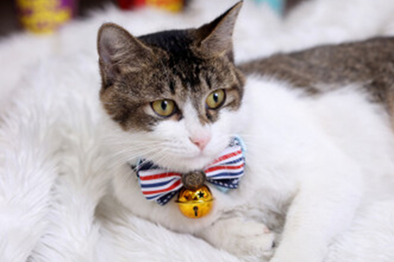 A Guide to Help Your Cat Adjust to Wearing a Collar collar1 Cat Blogs