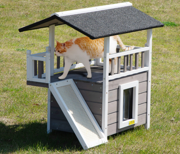 A cat is in the outdoor cat house.