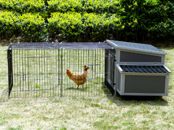 A chicken is in the chicken coop.