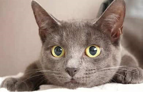 Cat dark封面